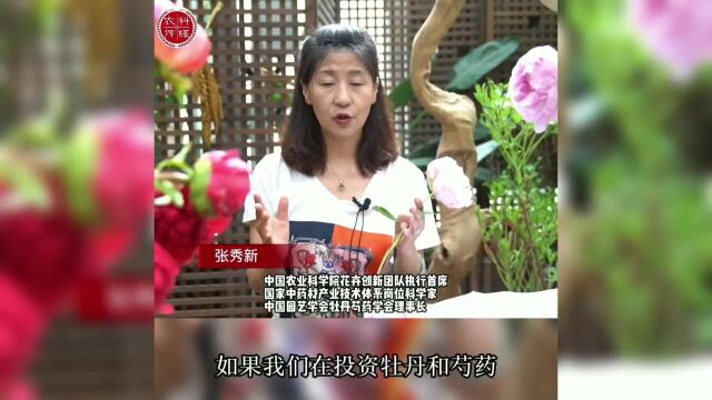 间作模式—— 牡丹种植模式的好选择