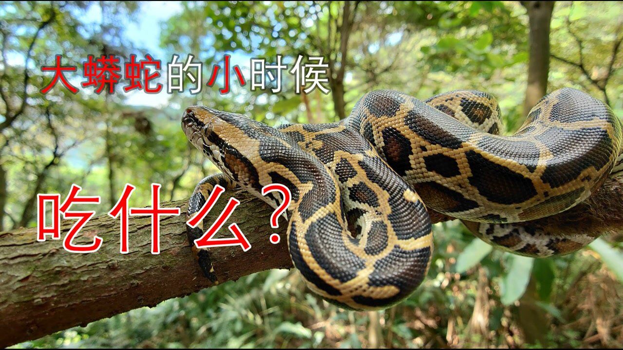 中国最大的蟒蛇,小时候是吃什么的呢?_腾讯视频