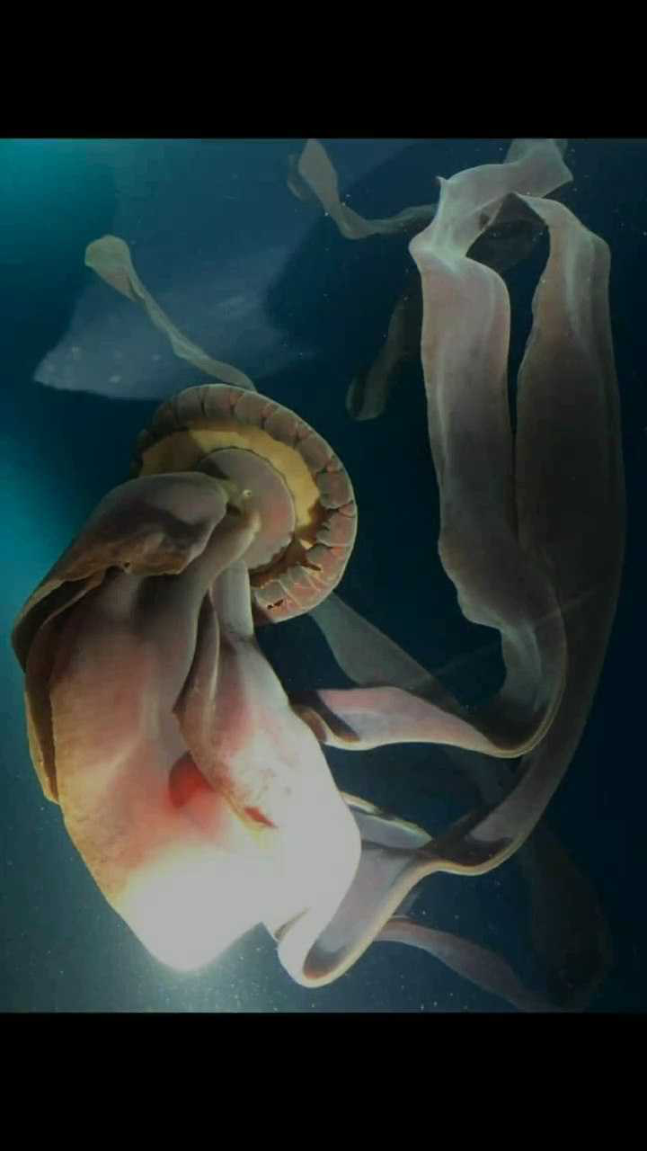 冥河水母多大图片