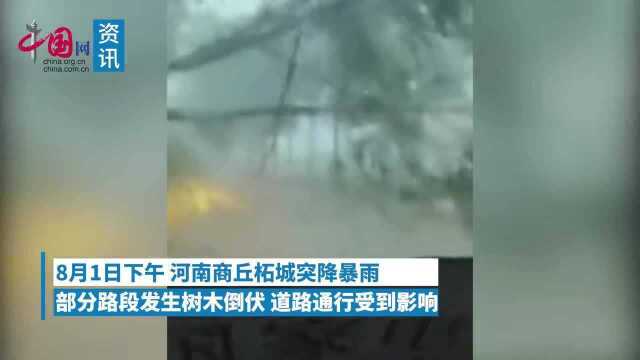 河南柘城突降狂风暴雨:成排树木被连根拔起交警紧急抢险