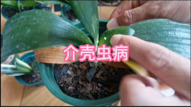 夏季君子兰常见的虫害是介壳虫,家养时怎样治疗,来看看