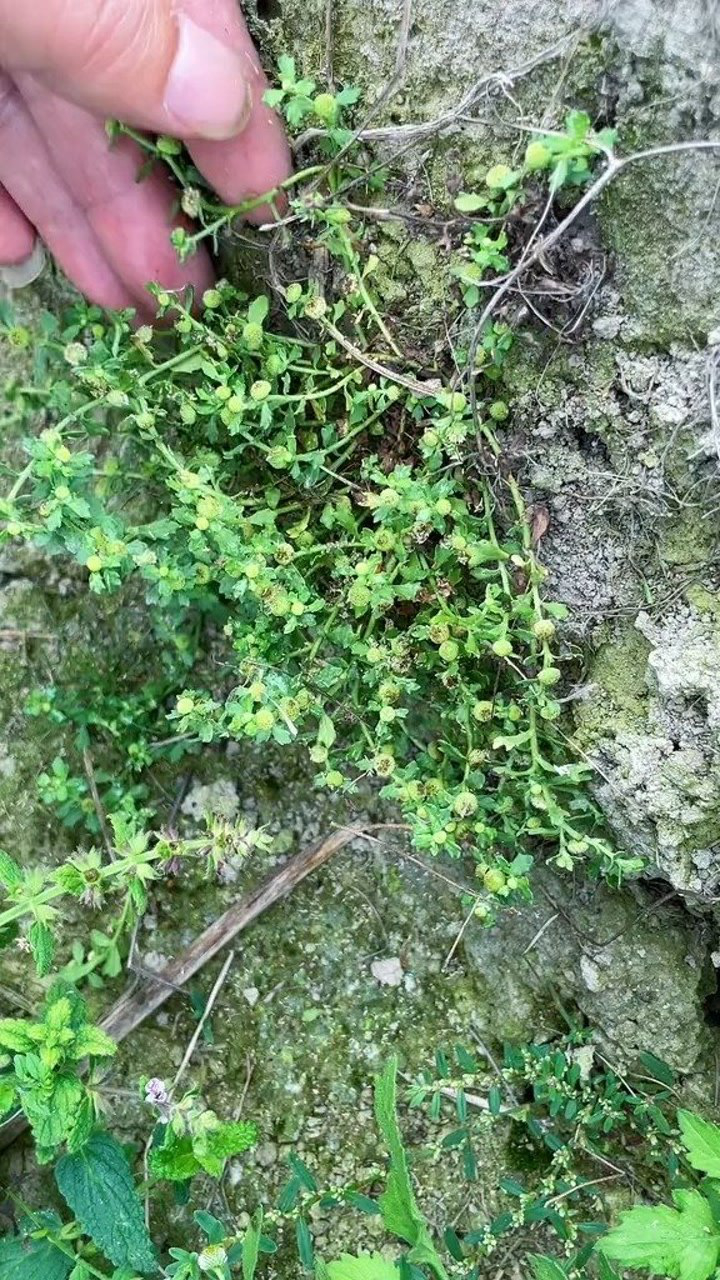 这个就是鹅不食草,喜欢长在田埂边上