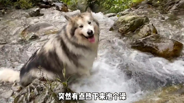 天气太热了,主人带阿拉斯加犬去山上避暑,它却被人嘲笑虚胖!