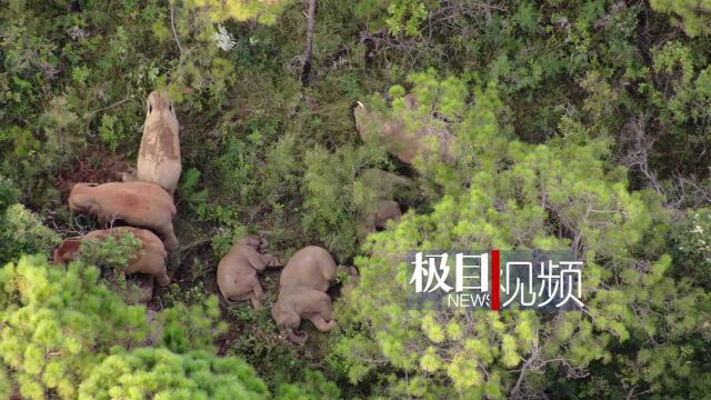 14头大象最新视频来了!北移亚洲象群仍在玉溪元江迂回移动