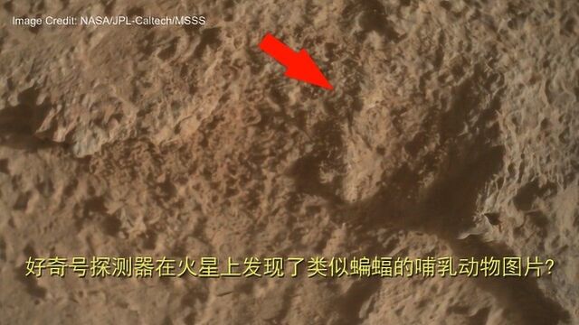 好奇号探测器在火星上发现了类似蝙蝠的哺乳动物图片?