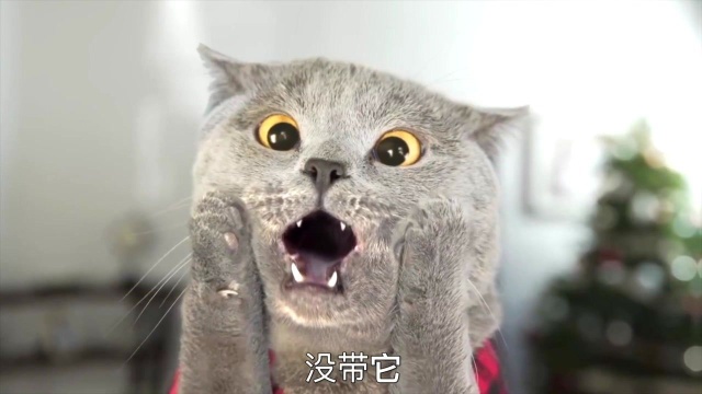 肥猫不抓老鼠,研究上兵法了,肥猫版小鬼当家#电影种草指南大赛#