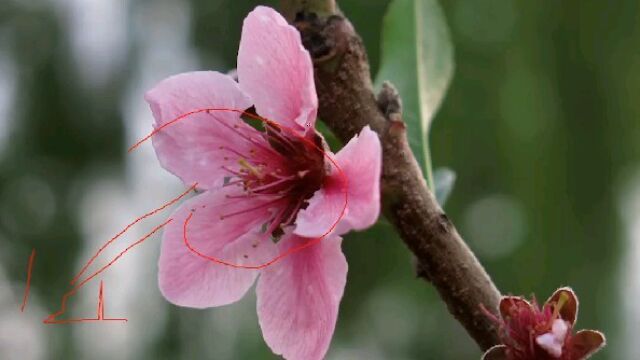 拍花卉一定要注意这两个禁忌,从此拍花不愁