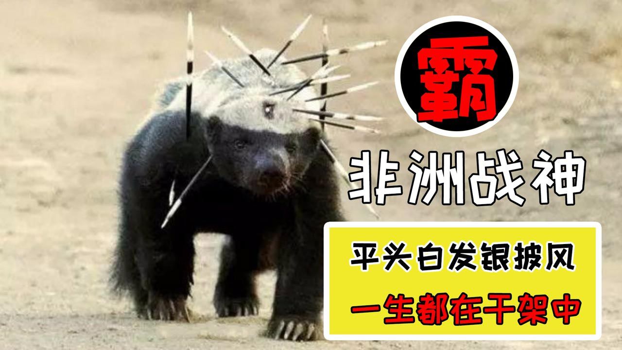 草原恶霸平头哥平头白发银披风一生都在干架中知识π计划知识抢先知