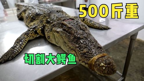 切割500斤重的大鳄鱼，完整割下整张鳄鱼皮，这技术真厉害
