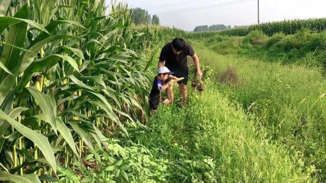 河南农村8月底喜迎大丰收,粒粒饱满,小伙带3岁儿子掰玉米薅花生