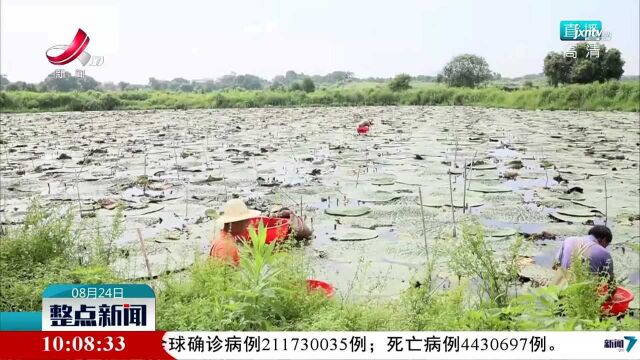 泰和:城郊农民种植芡实收入高