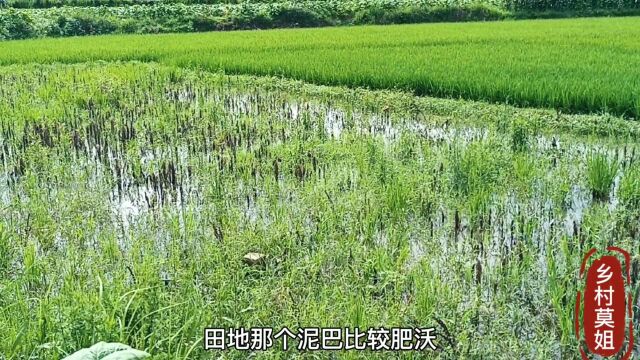 乡村莫姐租农户田地计划种牧草,看田里积水很深,不知能种吗