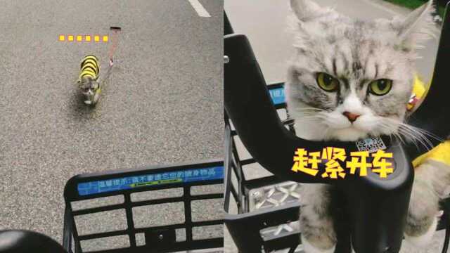 猫咪发现自己上错车后,连忙跑回主人车上,一脸委屈小表情绝了