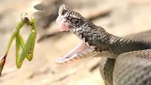 螳螂大战玉米蛇，它们纠缠在一起，镜头拍下现场画面！