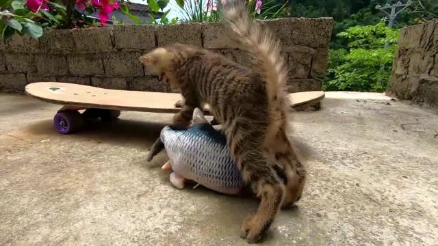 网购一条会动的逗猫鱼,猫猫把它当怪物戏耍,玩到最后自己累趴了