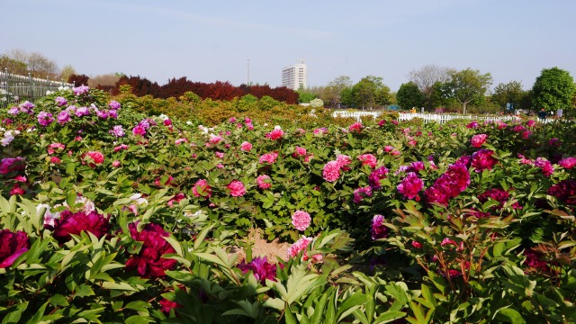 菏澤曹州牡丹園