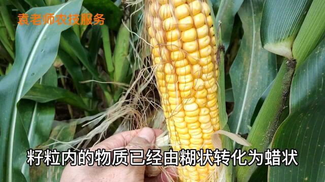 玉米后期锈病发生严重,还需要防治吗,究竟应该怎样治