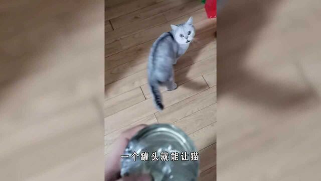 新手养猫必备物品清单来啦,记得收藏!