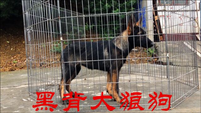 帮粉丝淘到一条昆明犬,3个月肩高就60厘米,还是条退役警犬后代