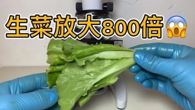 生菜放大800倍,居然看到这个!#知识ˆ’知识抢先知#