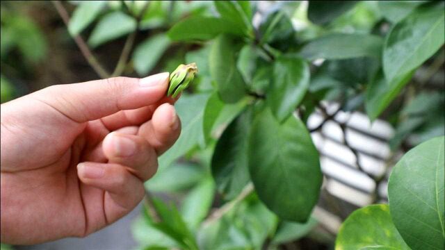 秋天的栀子花,为啥会大量掉花苞?都是粗心惹的祸