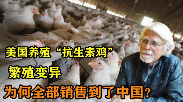 快餐店里的鸡肉安全吗?美国33天就出栏的"抗生素鸡",你敢吃吗