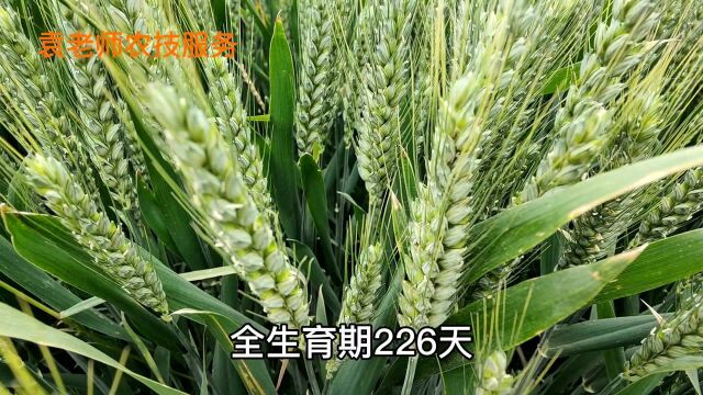 最高亩产达812.6公斤,要想小麦高产,就种这个高抗条锈病的品种