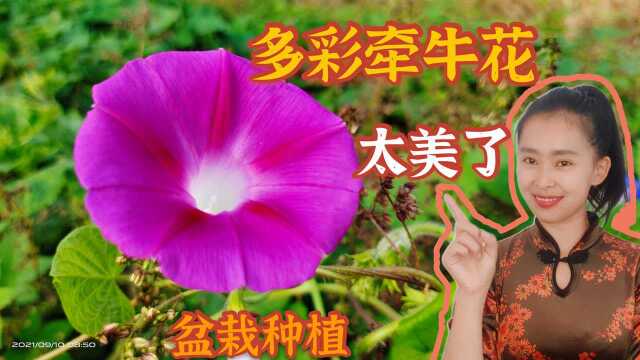 美丽的牵牛花,盆栽种植简单好管理