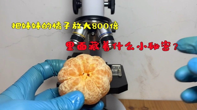 橘子里面藏着什么小秘密?把橘子放大800倍,看完我震惊了!#知识开学季知识ˆ’#