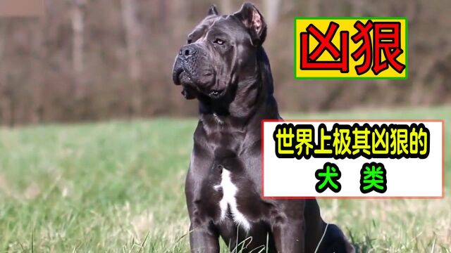 世界上最凶猛的犬类,你知道有哪些吗?卡斯罗犬和巴西獒犬.#知识ˆ’知识抢先知#