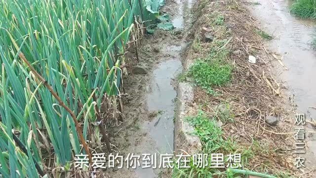 河北行唐下了场透雨,小雨不大,下的时间长,这下解决了旱情