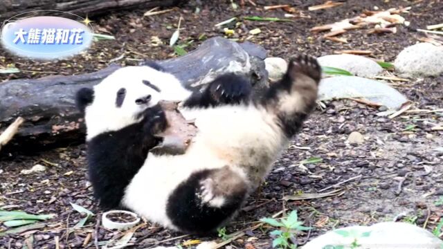 小熊友的快乐就是这么简单,只要我觉得有趣的东西那就是一个宝贝