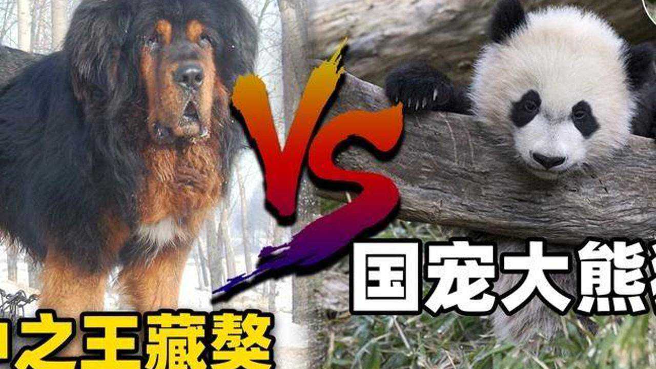 憨态可掬的大熊猫,真实战斗力有多强?#动物世界