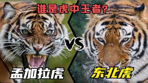 东北虎vs孟加拉虎，谁是真正的虎中王者？东北虎果真太虚胖了？