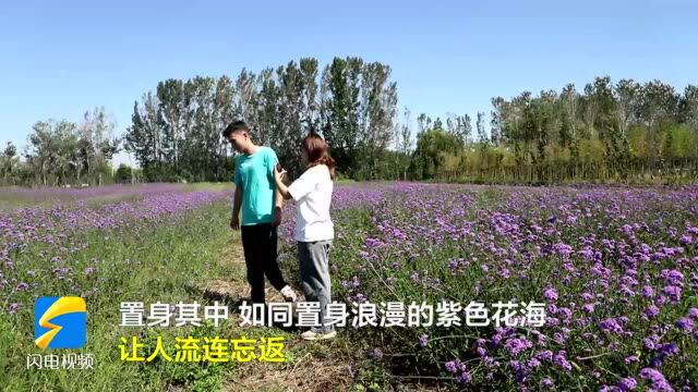 东营花仙谷马鞭草花开正艳 形成紫色花海美景怡人