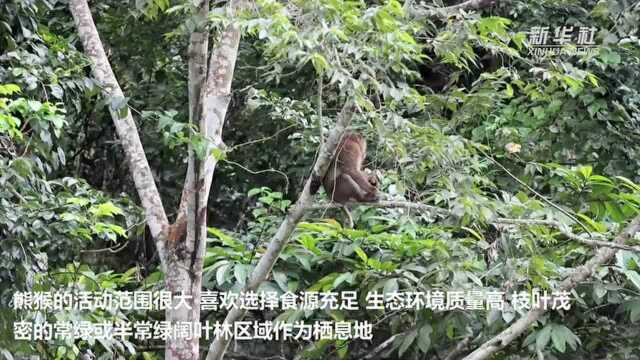 熊猴出没!云南龙陵首次拍到熊猴野外活动影像