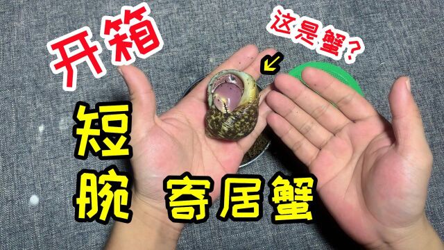 网购开箱“短腕寄居蟹”1只,确定这是蟹吗?怎么越看越像小龙虾