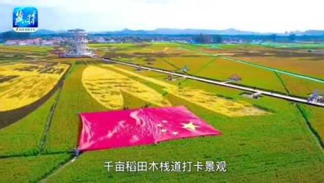 河北遵化:稻田画引来八方客