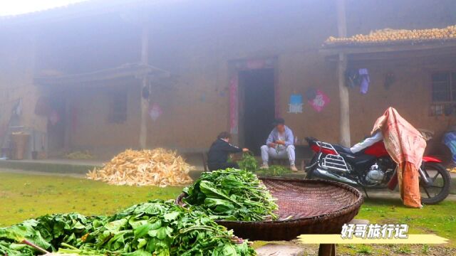 骑行60公里山路,就为了山里的“野油菜”,做浆水菜绝对地道