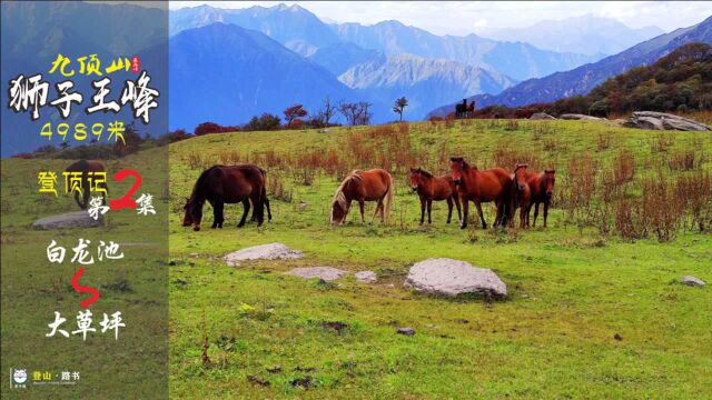 四川九顶山狮子王峰登山记2,走过白龙池到大草坪,想做个牧马人