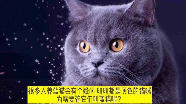 灰猫为什么叫蓝猫英短居然不是三大著名蓝猫真相都在这