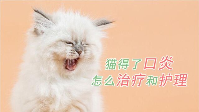 猫得了口炎怎么治疗和护理