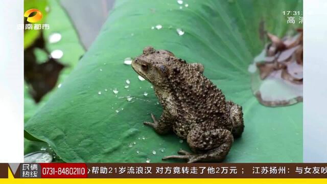 抓癞蛤蟆也犯法?女子抓捕20只癞蛤蟆被立案调查 国家保护动物碰不得!