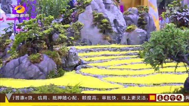 镇馆之宝“张家界微缩模型” 以砂岩、花卉入画 奇山秀水收入盆景中