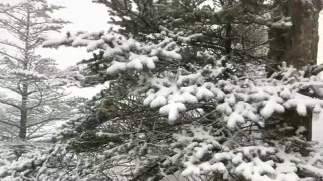 成都迎今年第一场雪!西岭雪山一夜变银装素裹冰雪世界