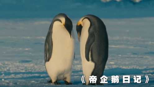 帝企鹅日记：帝企鹅是怎样逆境求生的，看完了让我汗颜