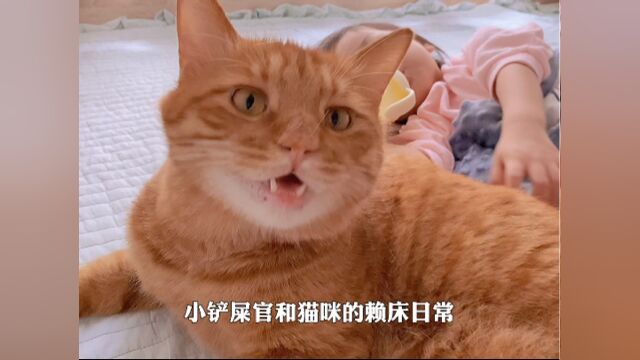 猫咪公主和她的猫,秋日一起赖床的日子