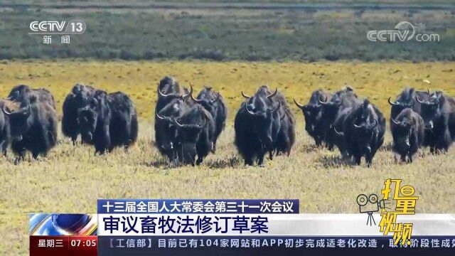 十三届全国人大常委会第三十一次会议审议畜牧法修订草案