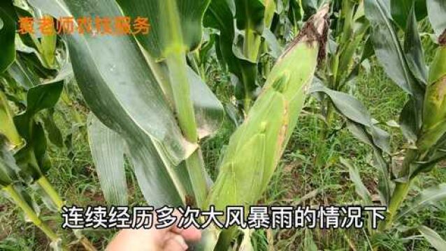 这个玉米品种,4次通过国家审定,最高亩产超2400斤,都适合哪里种植