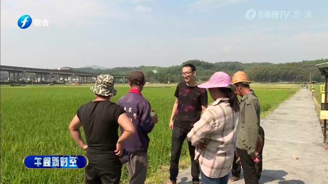 建宁杂交水稻制种面积竟超15万亩,收购价每斤7元,效益可观!